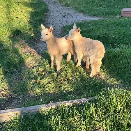 Tatil Evi Quinta Carvoeiras Vieira do Minho