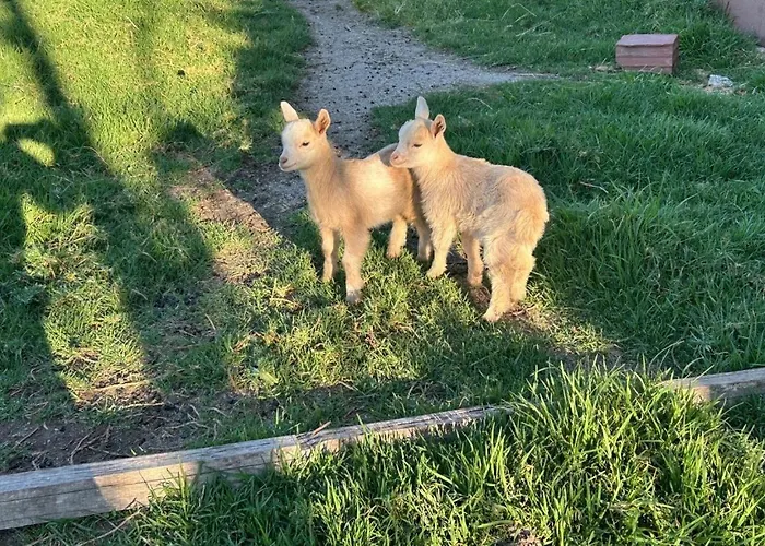 Holiday home Quinta Carvoeiras Vieira do Minho